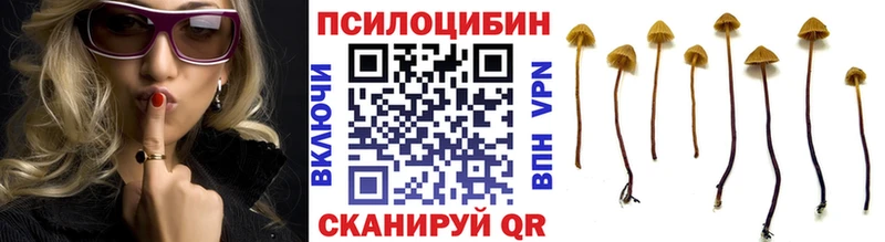 Псилоцибиновые грибы Cubensis  Котельнич 